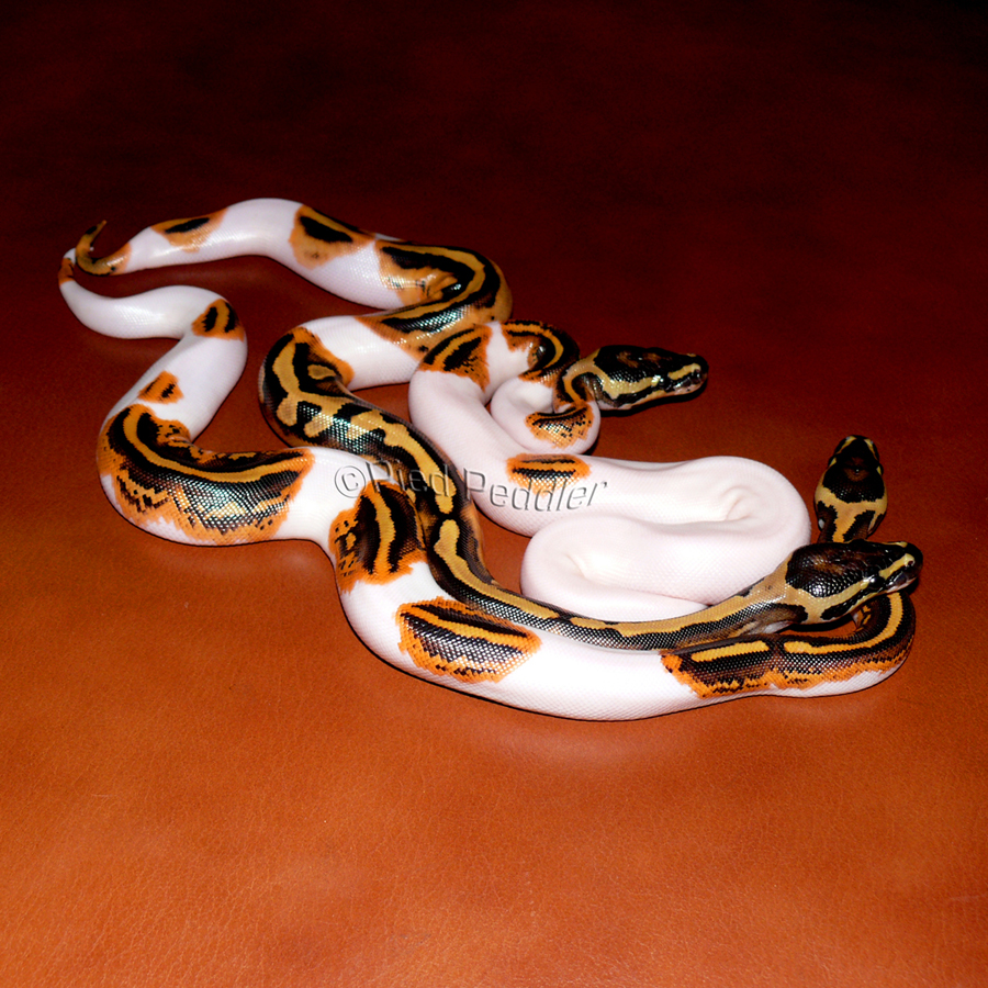 Yellowbelly aka pumpkin pieds1