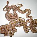 Albino Black Pastel x Candino Clutch
