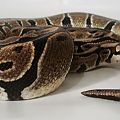 Female Normal Ball Python