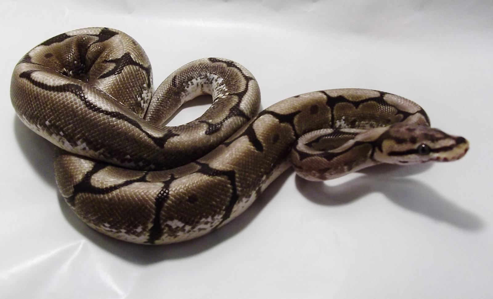 Male Spider Ball Python