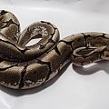 Male Spider Ball Python