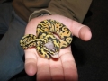 2009 Super Pastel