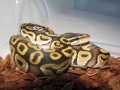 Mojave