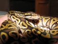 Mojave
