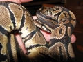 100% Het Axanthic