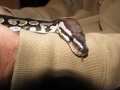 Axanthic