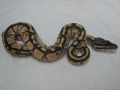 Lesser Pastel Female