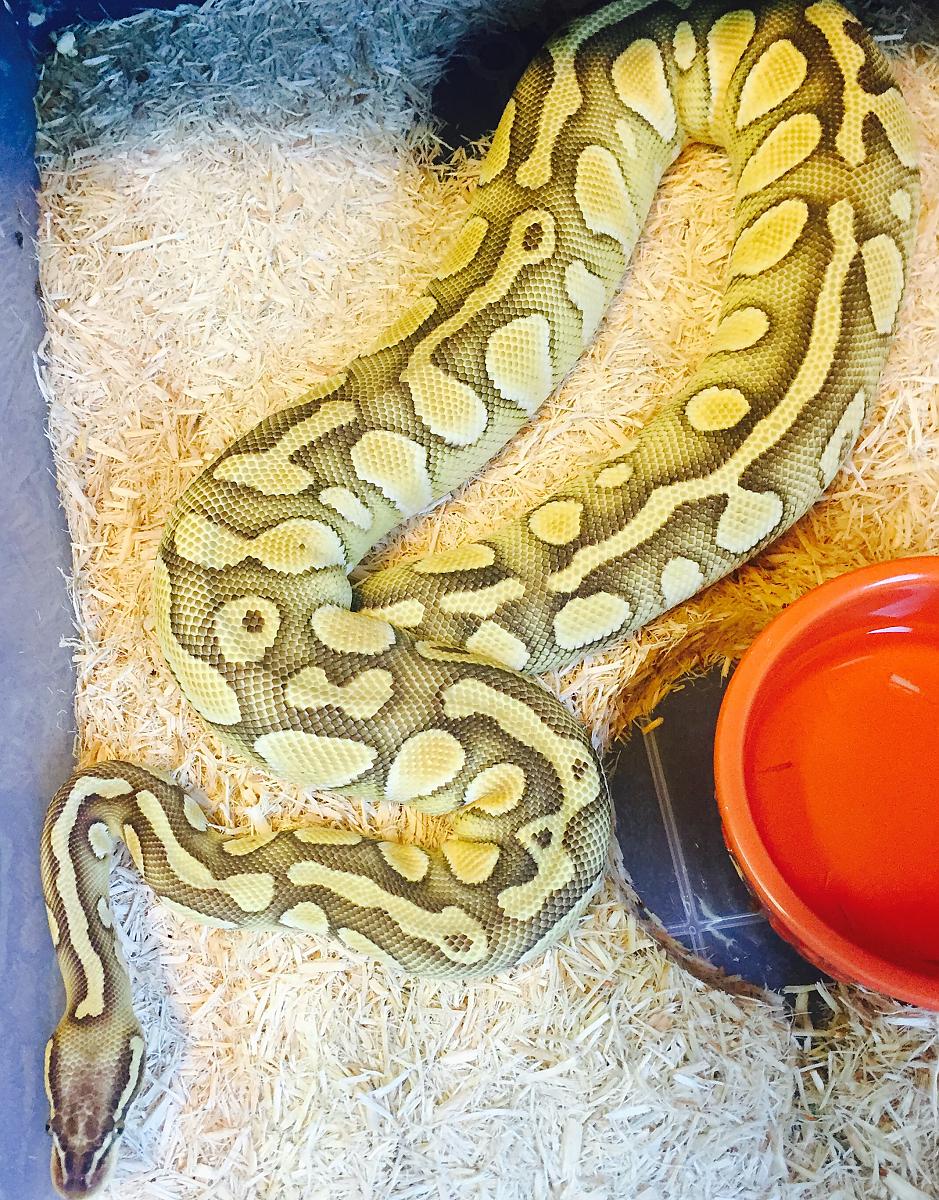 Pastel lesser