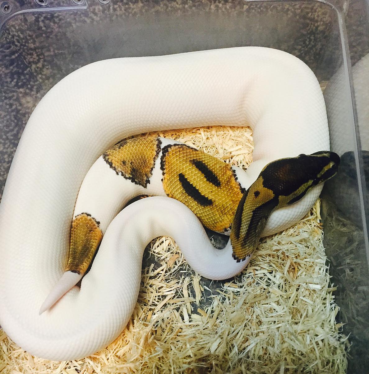 Pied