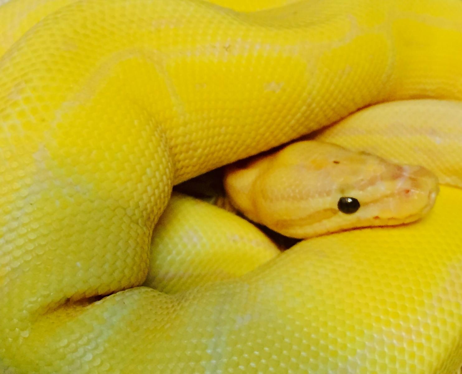 Banana pin het pied