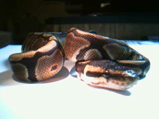 saphira3