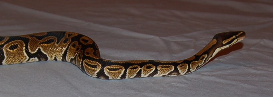 Kaa