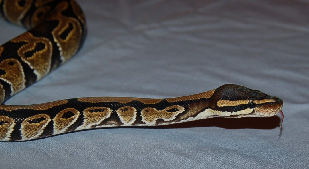 Kaa