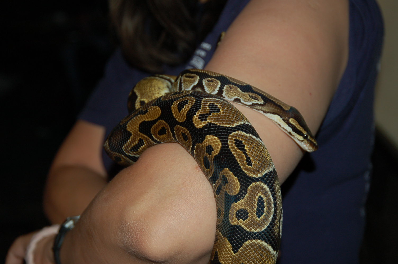 Kaa