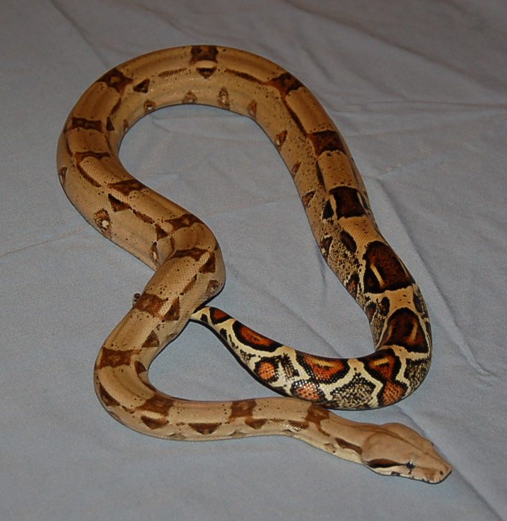 Lucy