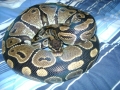 My Bp "mojo"
