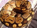 My Bp "mojo"
