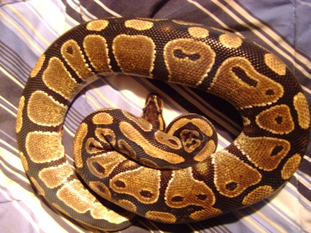 My Bp "mojo"