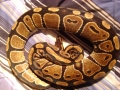 My Bp "mojo"