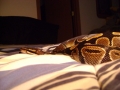 My Bp "mojo"