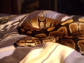My Bp "mojo"