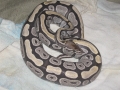 My Ball Python Lost Her Color, Before & After Pics