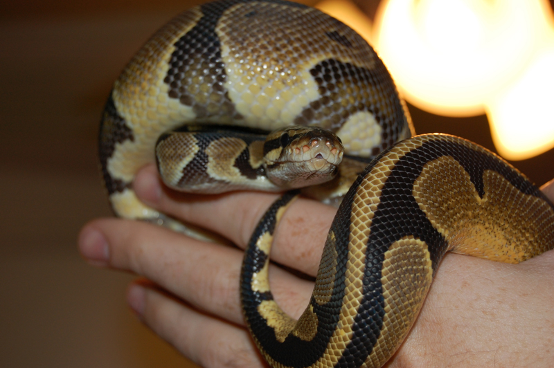 1yr Old Male Norm