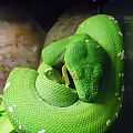 Aru Green Tree Python