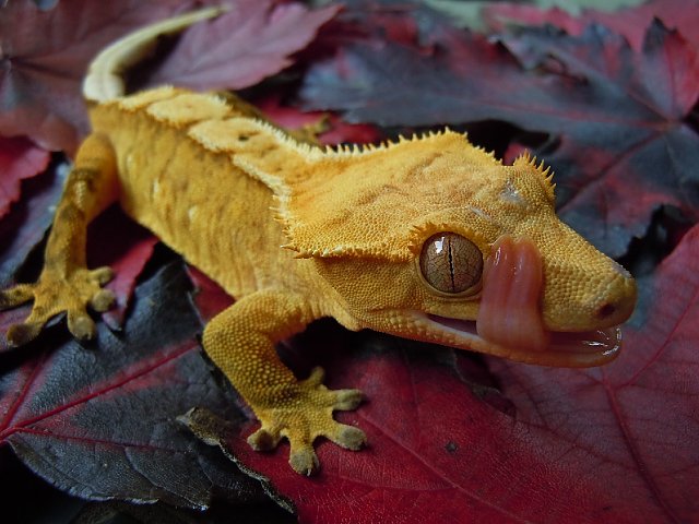 Fall in Love with a Crestie!