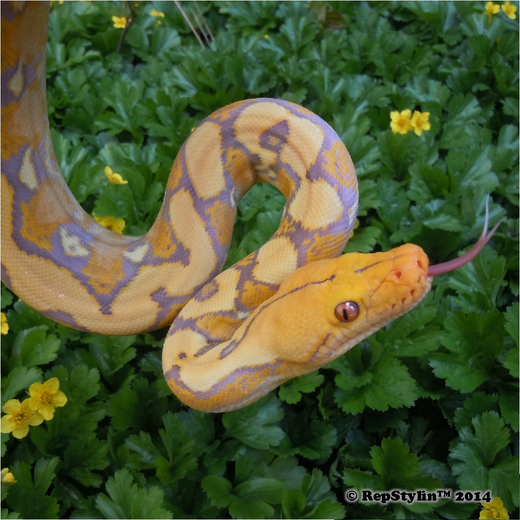 Pretty Yellow Flowers. Pretty Yellow Python.