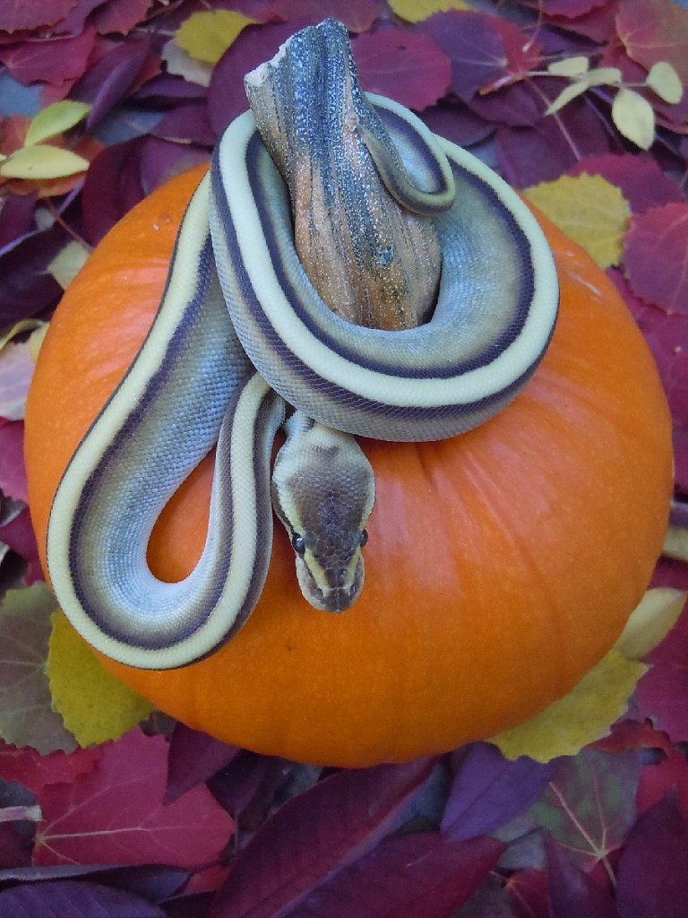 Pumpkin Python!