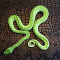 Shamrock Snake