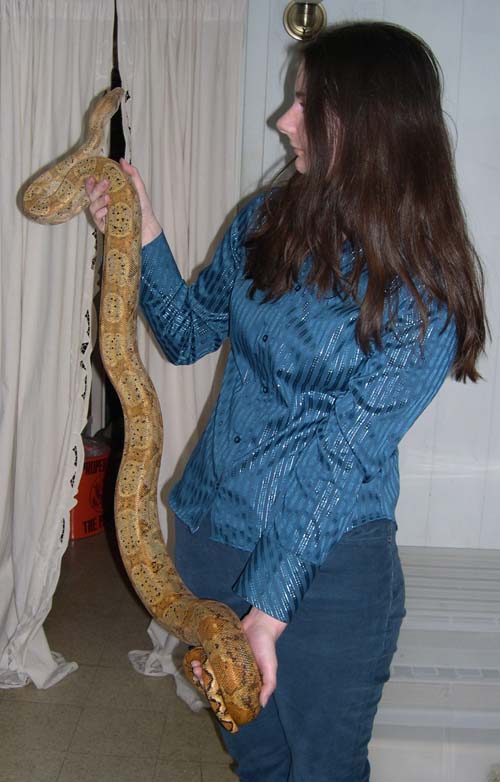 boa constrictor baby boa constrictor baby