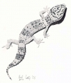 geckosmall