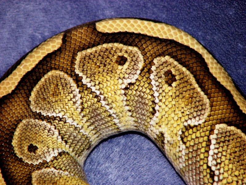 Peanut, '10 female Butter