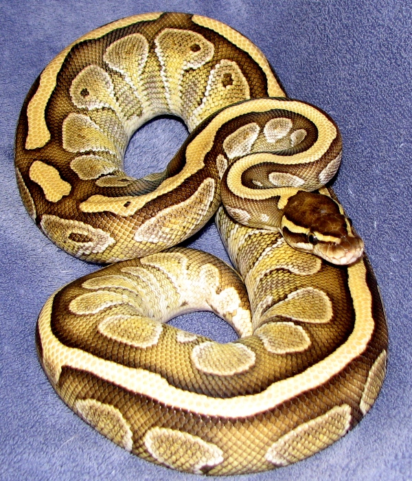Peanut, '10 female Butter