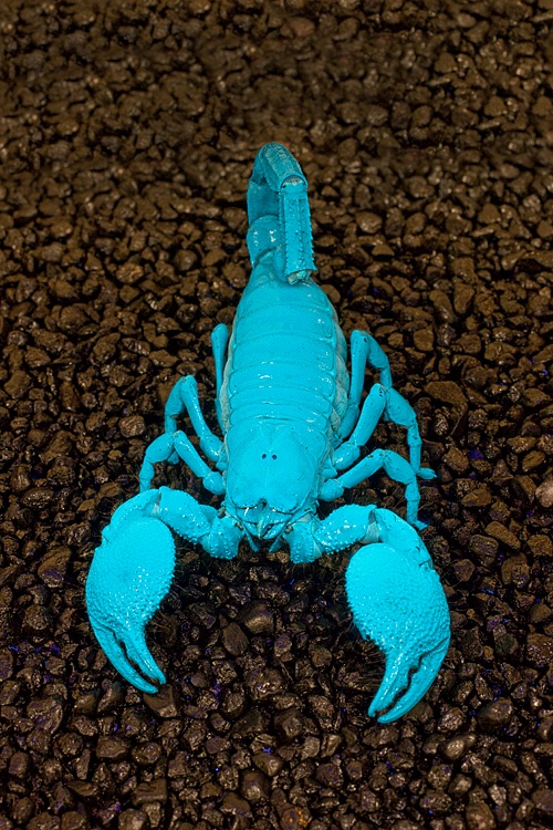 Neon Emperor
