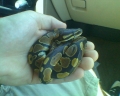 My Pet Snake