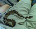 My Snake