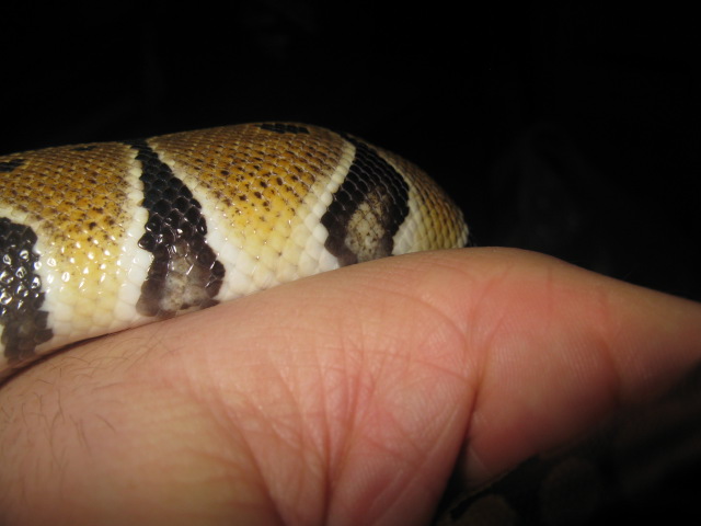 Booth - Normal Or Yellowbelly?