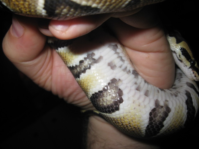 Booth - Normal Or Yellowbelly?