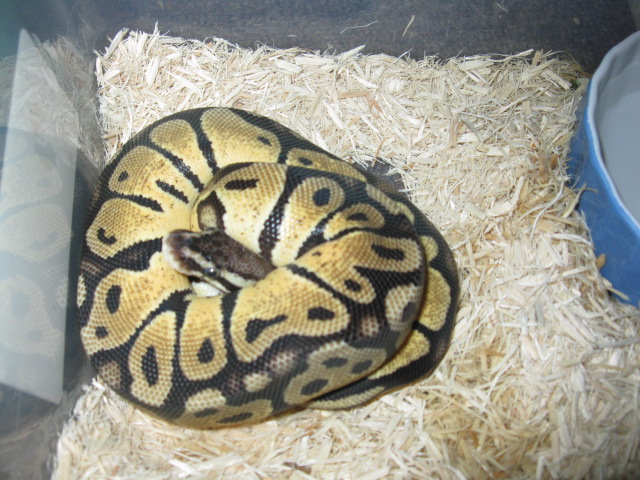 Bubbles - '10 Pastel Female