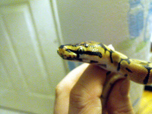 Casper