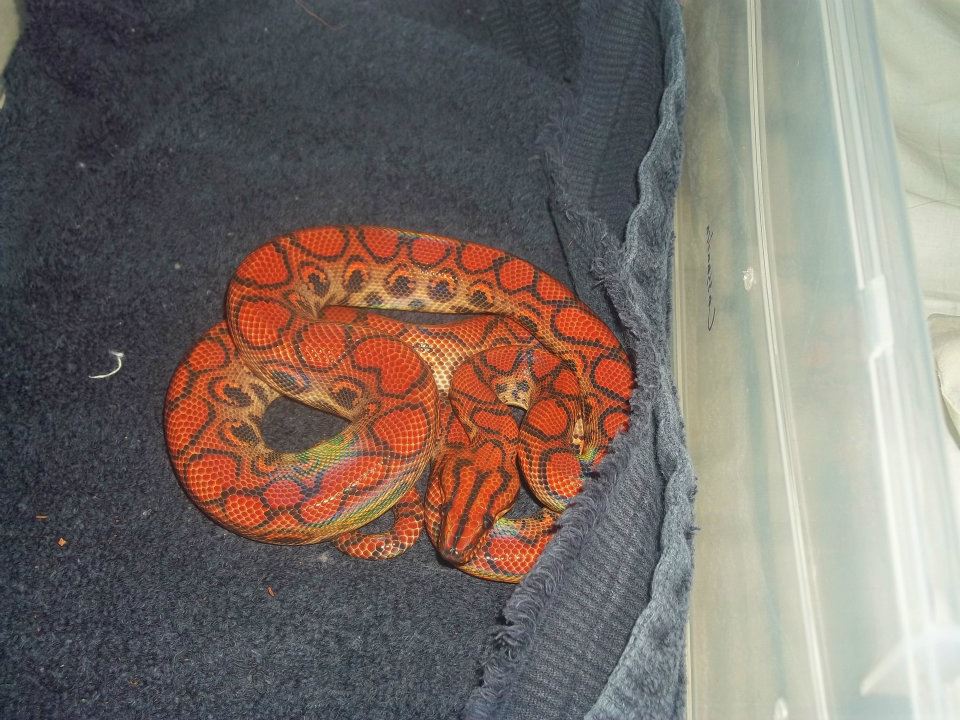 valentine 1 year later
