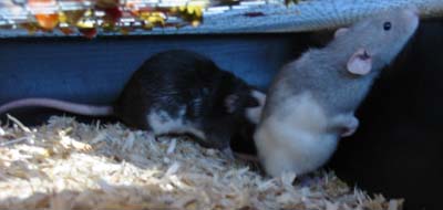 Rats