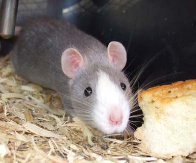 Blue Blaze Male Rat
