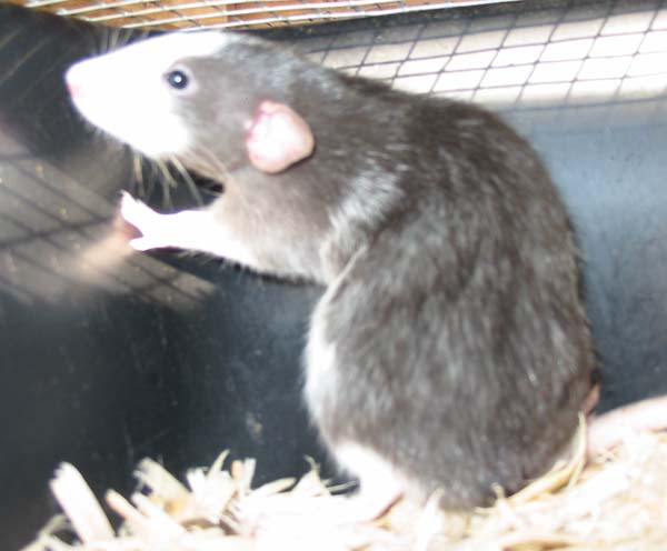 Masked Dumbo Female