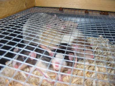 Rats