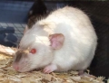 Male Siamese Dumbo Rat