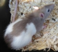 Breeder Rat